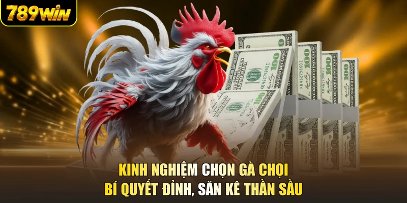 Kinh Nghiệm Chọn Gà Chọi - Bí Quyết Đỉnh, Săn Kê Thần Sầu
