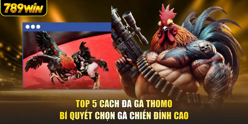 Top 5 cách đá gà thomo bí quyết chọn gà chiến đỉnh cao