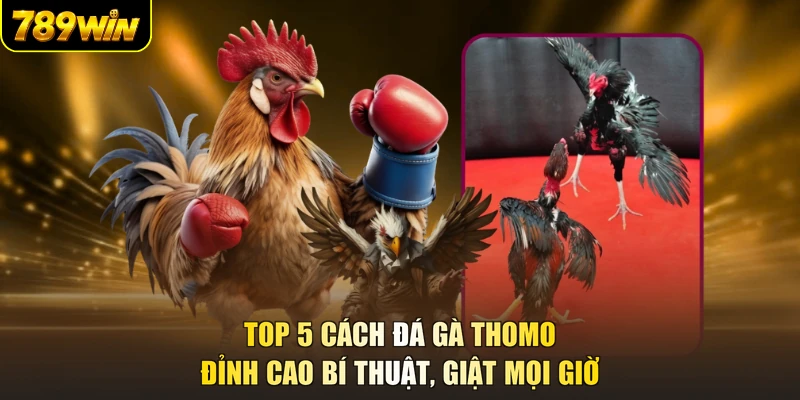Top 5 Cách Đá Gà Thomo - Đỉnh Cao Bí Thuật, Giật Mọi Giờ